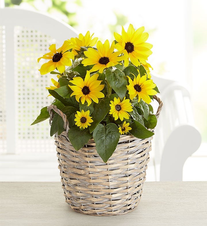 Sunshine Sunflower Plant